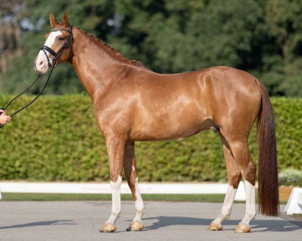 dressage horse Belvedere MP (Westphalian, 2018, from Callaho's Benicio)