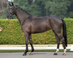 dressage horse Miss Moneypenny (Westphalian, 2019, from DSP Marc Cain)