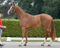 dressage horse Feliciano U (Westphalian, 2018, from Foundation 2)