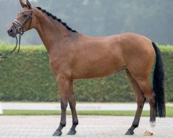 dressage horse Baroness (Westphalian, 2019, from Callaho's Benicio)