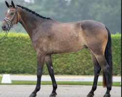 dressage horse Embolo (Westphalian, 2019, from Escamillo)