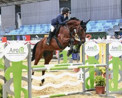 jumper London's Chasandro (Oldenburg show jumper, 2015, from London)