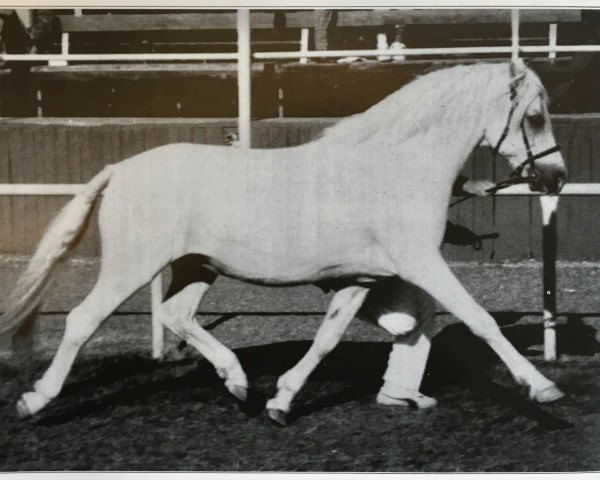 Deckhengst Bengad Blueberry (Welsh Pony (Sek.B), 1972, von Springbourne Blueberry)