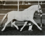 stallion Bengad Blueberry (Welsh-Pony (Section B), 1972, from Springbourne Blueberry)