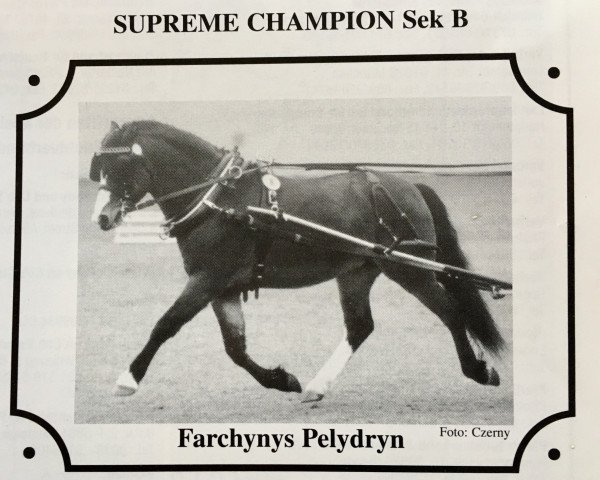 Deckhengst Farchynys Pelydryn (Welsh Pony (Sek.B), 1992, von Coed Coch Pele)