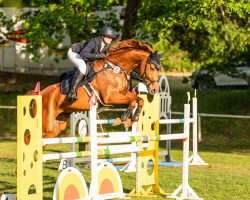 broodmare Levina (German Sport Horse, 2010, from Levistano)