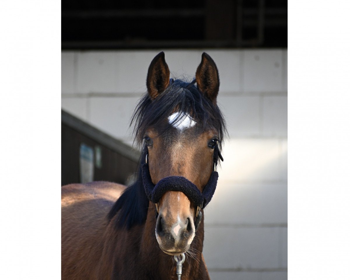 dressage horse Velicia Bella (Hanoverian, 2021, from Va' Pensiero FRH)