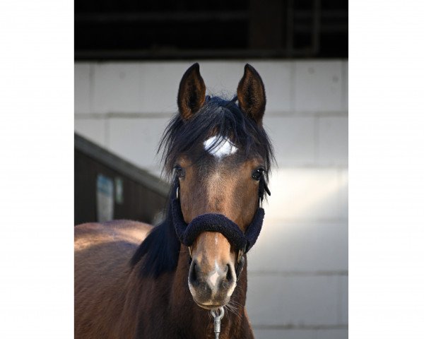 dressage horse Velicia Bella (Hanoverian, 2021, from Va' Pensiero)