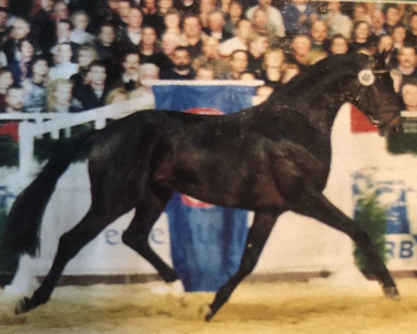 stallion Socarron (Oldenburg, 1997, from Santander H)