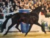 stallion Socarron (Oldenburg, 1997, from Santander H)