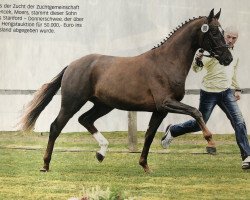 stallion Sole Mio (Hanoverian, 2014, from Stanford 9)