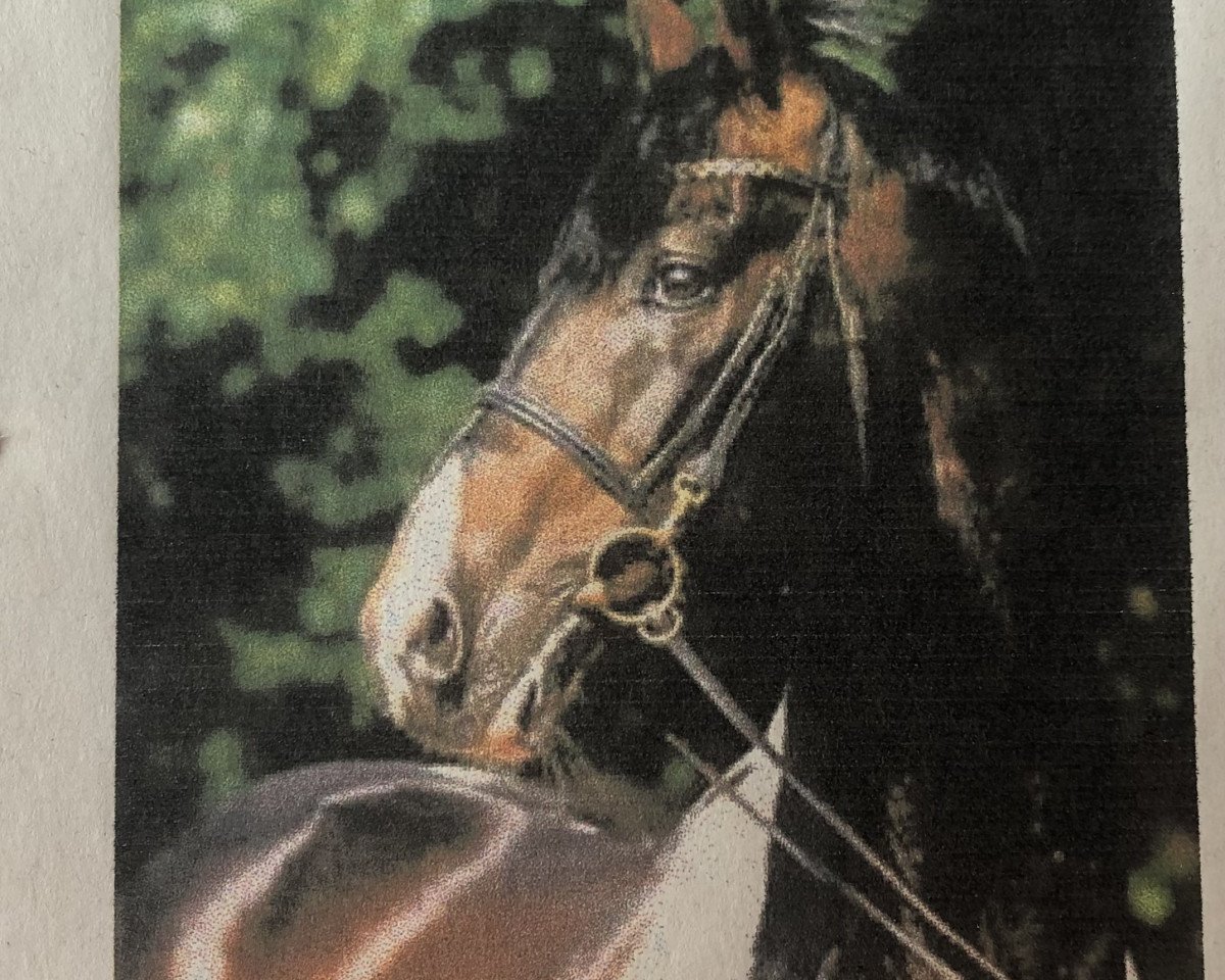 Deckhengst So Long (Pinto/Hunter, 1986, von Donnerhall)
