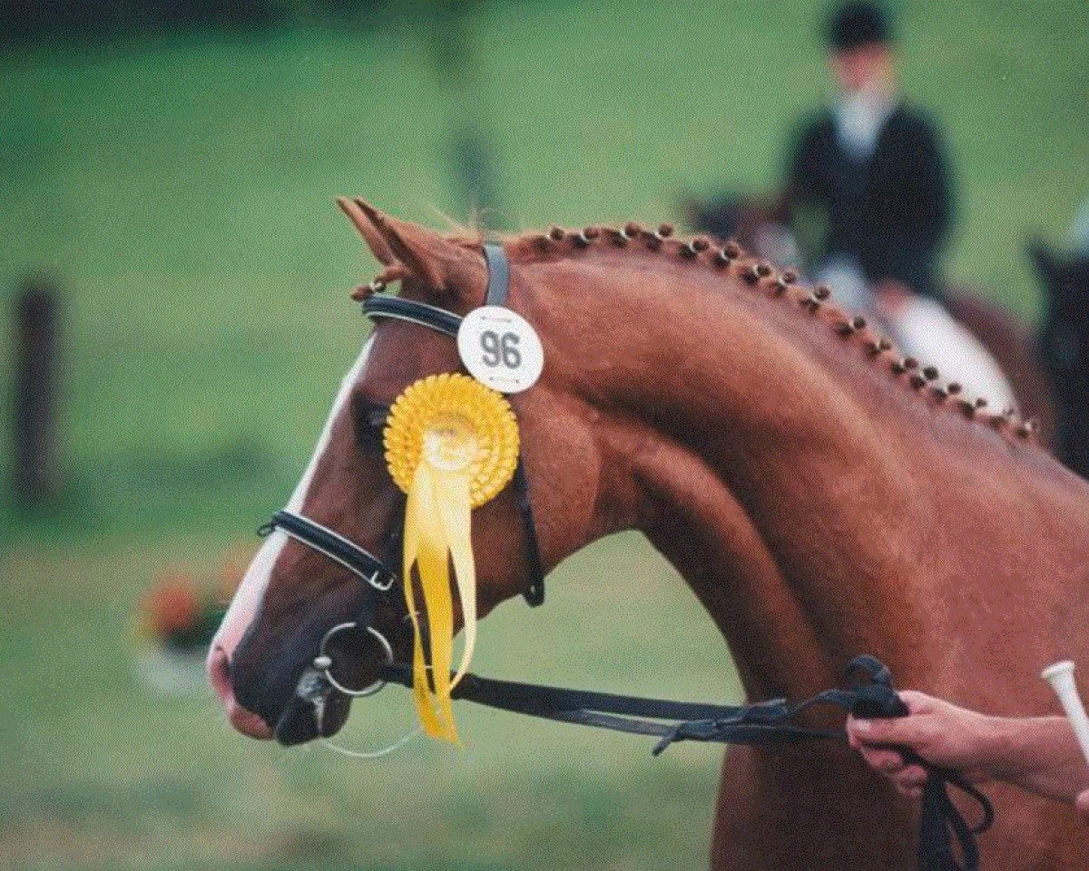 stallion Giglbergs Ballentine (German Riding Pony, 1994, from Bourbon)