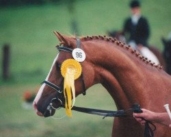 stallion Giglbergs Ballentine (German Riding Pony, 1994, from Bourbon)