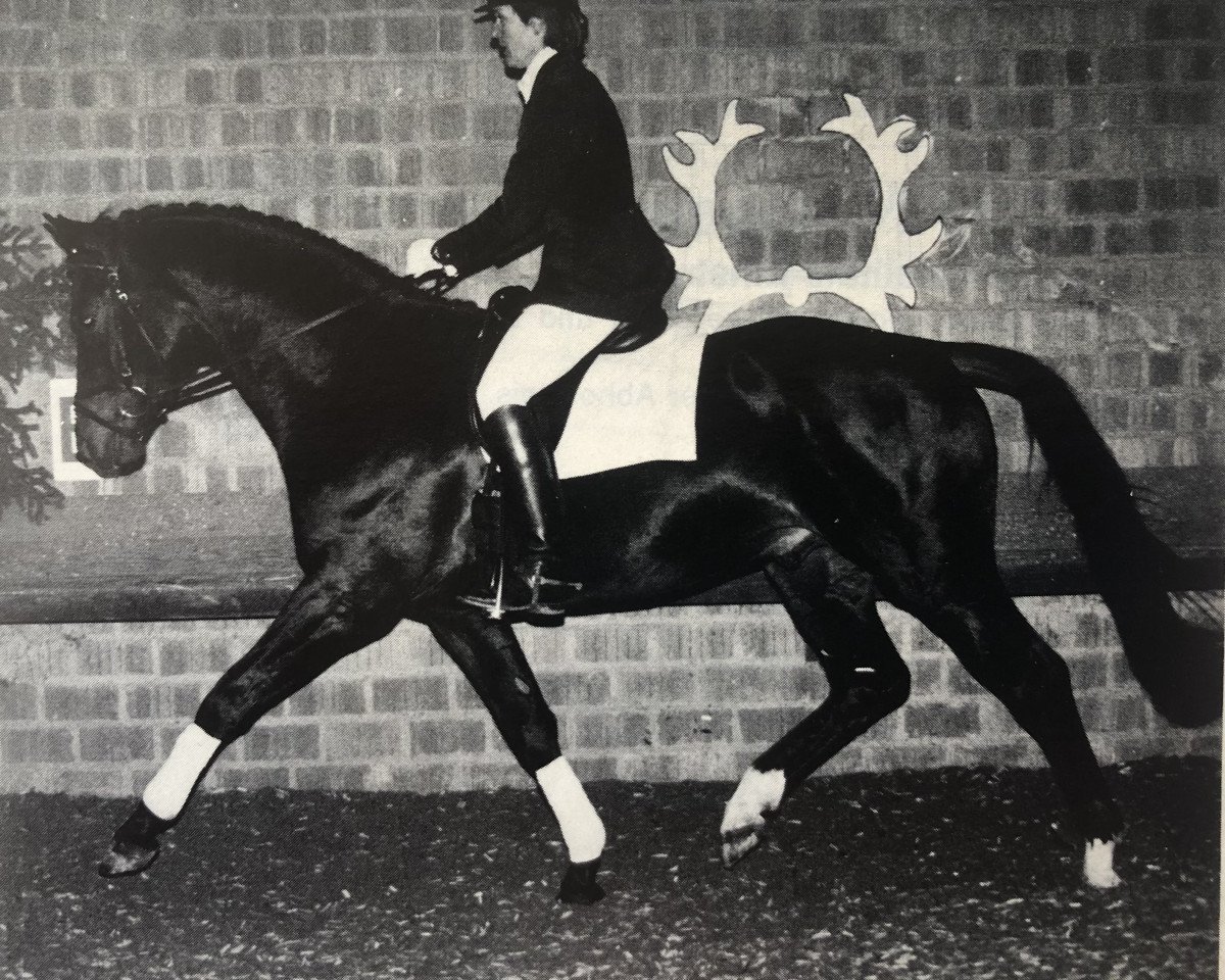Deckhengst Scharahnanduc (Trakehner, 1990, von Anduc)