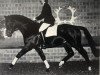 stallion Scharahnanduc (Trakehner, 1990, from Anduc)