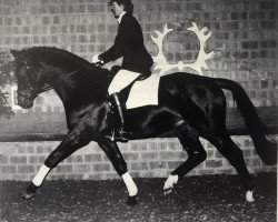 stallion Scharahnanduc (Trakehner, 1990, from Anduc)