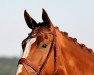 dressage horse Sternengold (Oldenburg, 2009, from Sungold 2)