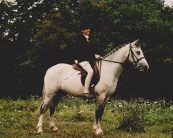 Pferd Giglbergs Blackberry (Welsh Pony (Sek.B),  , von Bengad Blueberry)