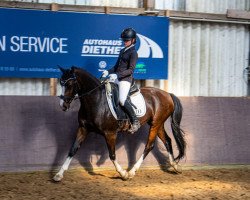 dressage horse Natascha 392 (German Riding Pony, 2009, from Charisma)