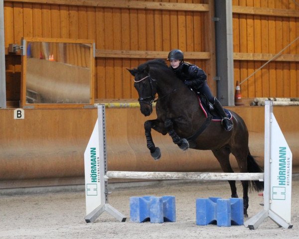 dressage horse Marques Li (Pura Raza Espanola (PRE), 2005)