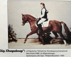 Pferd Giglbergs Chapaloup (Deutsches Reitpony, 1986, von Downland Chorister)