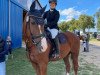 dressage horse Pietje Belle (Westphalian, 2009, from Peking)