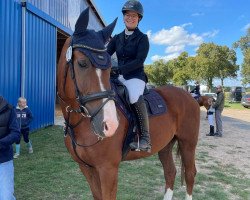 dressage horse Pietje Belle (Westphalian, 2009, from Peking)