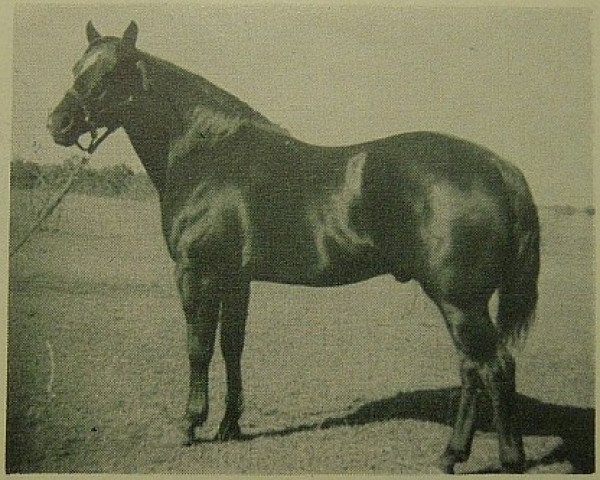 stallion Cuellar (Quarter Horse, 1942, from King)