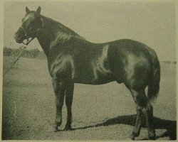 Deckhengst Cuellar (Quarter Horse, 1942, von King)