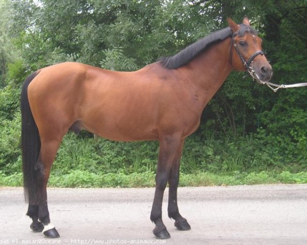 horse Daoud El Masan ox (Arabian thoroughbred, 1991, from Masan ox)