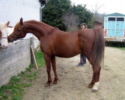 stallion Hamid El Masan ox (Arabian thoroughbred, 1994, from Masan ox)