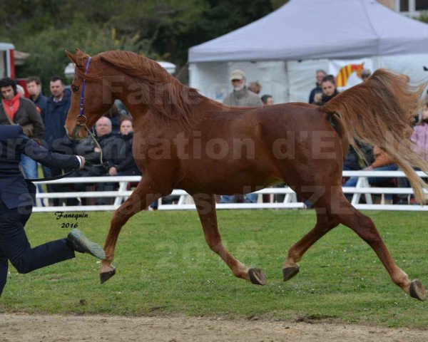 Deckhengst Nabor el Masan ox (Araber, 2000, von Masan ox)