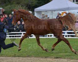 stallion Nabor el Masan ox (Arabian, 2000, from Masan ox)