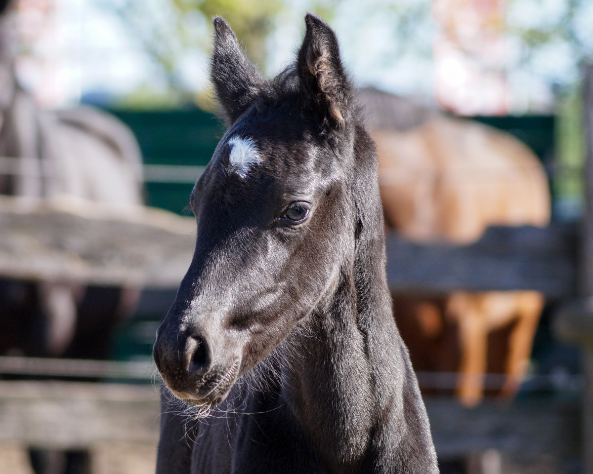 dressage horse Skippo (Hanoverian, 2023, from Segantini 6)
