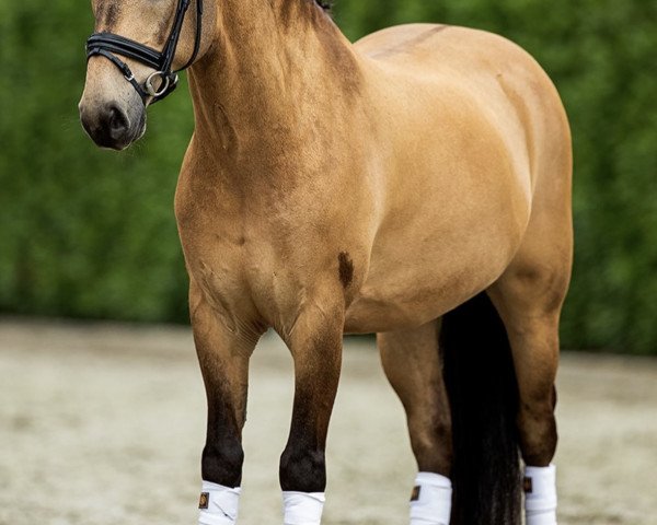 horse Sulaatik's Vingino (New Forest Pony, 2009, from Sulaatik's Versace)