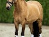 horse Sulaatik's Vingino (New Forest Pony, 2009, from Sulaatik's Versace)