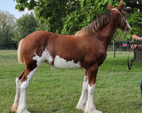 horse CMC Lustre (Clydesdale, 2023, from Gateway Legend)