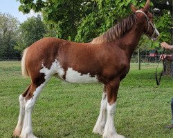 horse CMC Lustre (Clydesdale, 2023, from Gateway Legend)