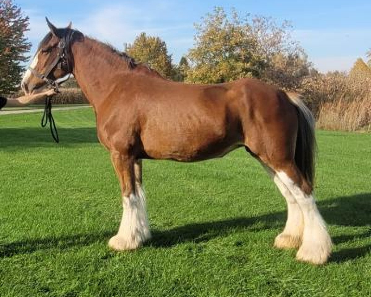 Zuchtstute Mapledoon Paula (Clydesdale, 2014, von Gregglea Maximum Sensation)