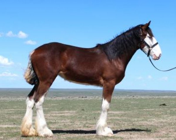 horse Rockin Mabel (Clydesdale, 2022, from H.M.H. Rockin Bentley)