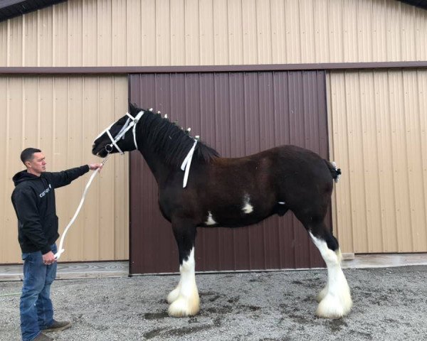 horse Wooden Spoke Parker (Clydesdale, 2014, from Dew Ridge Prince 2nd)