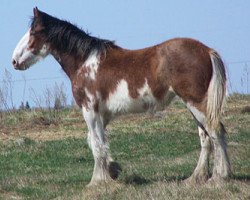 broodmare Wooden Spoke Peaches (Clydesdale, 2011, from Hatfield Benedict)