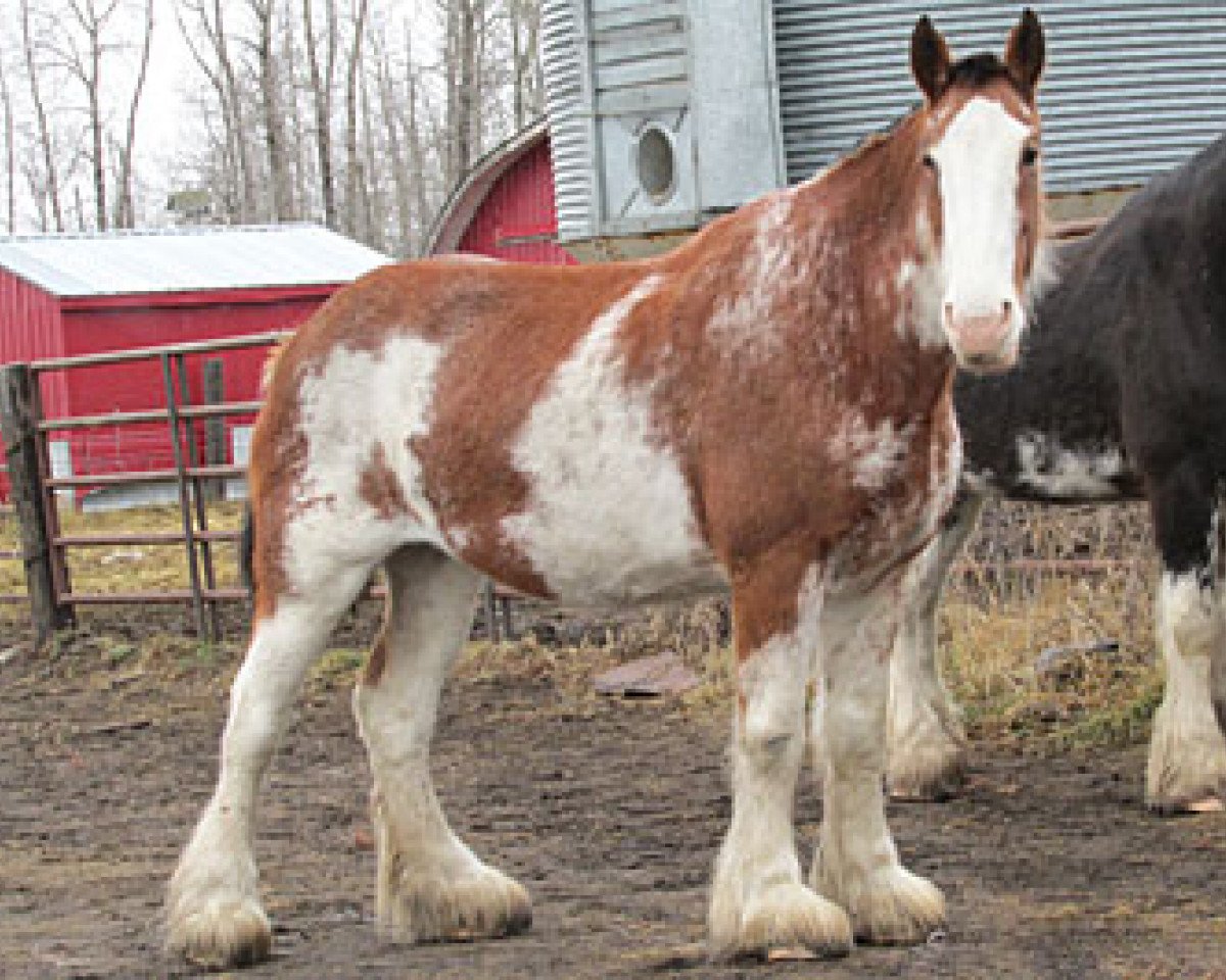 Zuchtstute Wooden Spoke Rumor Scout (Clydesdale, 2002, von Wooden Spoke Scout)