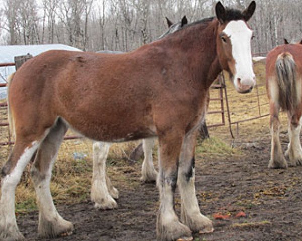 broodmare Wooden Spoke Skype (Clydesdale, 2011, from Hatfield Benedict)