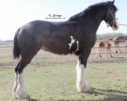 broodmare Wooden Spoke River (Clydesdale, 2012, from Armageddon's Lord Shadrach)