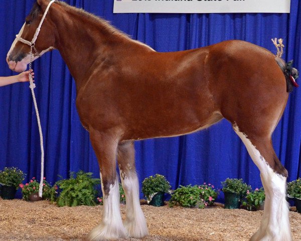 horse Woodland Kayla (Clydesdale, 2013, from May's Marquis of Iron Horse (E.T.))