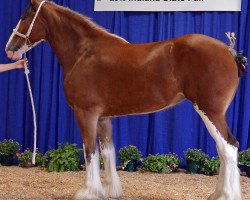 horse Woodland Kayla (Clydesdale, 2013, from May's Marquis of Iron Horse (E.T.))