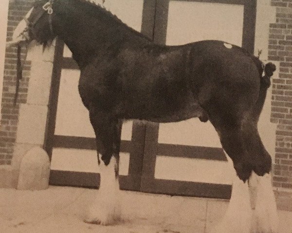 Pferd Woodland Linn (Clydesdale, 1987, von Westerdale Diplomat)