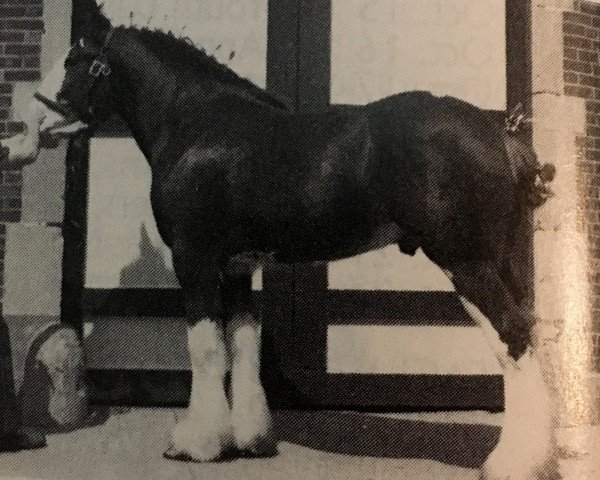 Pferd Woodland Sir Rex (Clydesdale, 1986, von T.H.V. Hexy)